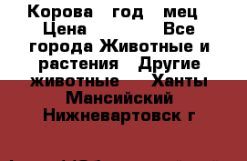 Корова 1 год 4 мец › Цена ­ 27 000 - Все города Животные и растения » Другие животные   . Ханты-Мансийский,Нижневартовск г.